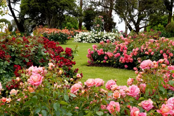 10 Erros Comuns ao Criar um Jardim em casa: Faça do Jeito Certo e Transforme o Seu Espaço Verde!