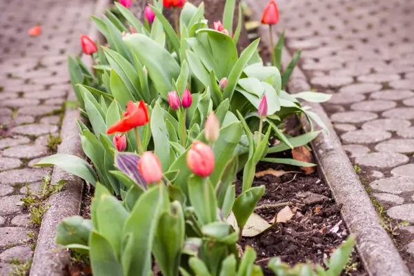 Plantas Ideais para Canteiros de Flores Resistentes