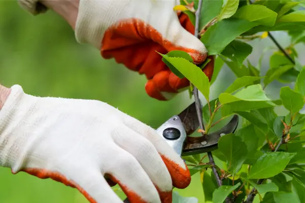 A Arte da Podagem para Manter Suas Plantas Fortes