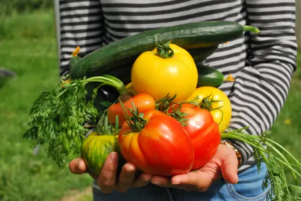 Jardinagem Urbana: Dicas Essenciais para Cultivar Vegetais em Casa