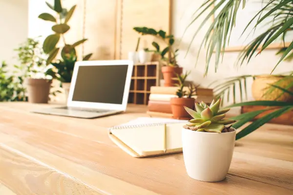 Suculentas de Mesa para Escritórios Modernos no Verão