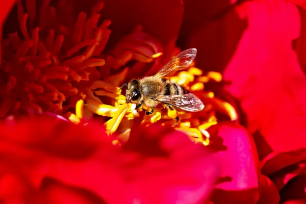 Como Atrair Polinizadores para Seu Jardim: Abelhas, Borboletas e Além