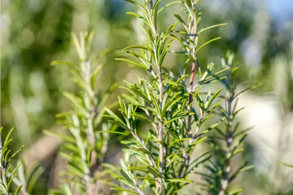 Como Escolher Plantas para o Seu Jardim Vertical