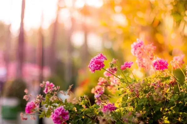 Jardinagem em Espaços Pequenos: Maximizando Sua Área Verde