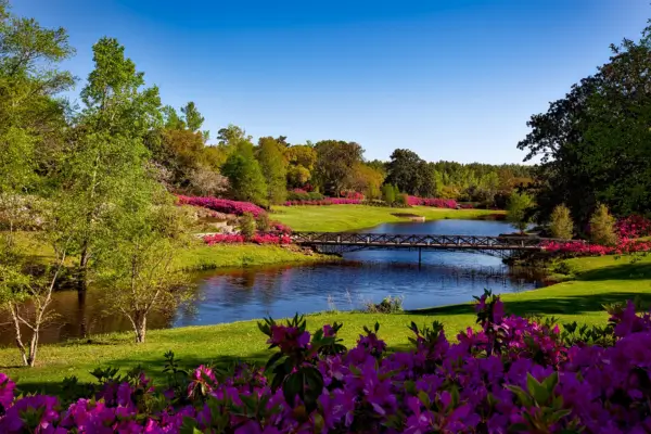 Sugestões de Flores Perenes para Um Jardim Colorido o Ano Todo