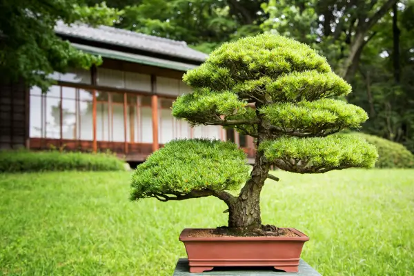 Como Fazer um Mini Jardim com Musgo Natural e Bonsai