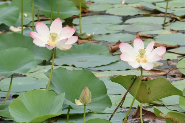 Jardim Aquático: Como Construir e Manter um Lago Ornamental