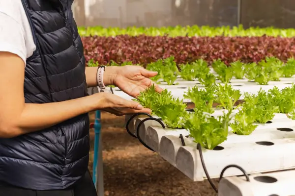 Hidroponia em Casa: Cultivando Plantas sem Solo de Forma Simples e Eficiente