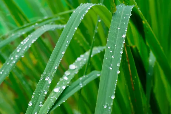 Jardinagem Sazonal: Planejando e Adaptando seu Cultivo às Mudanças Climáticas 