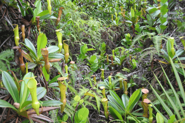 Tendências de Cultivo em Jardinagem: O Que Está em Alta?