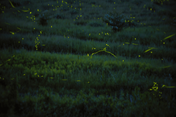 Bioluminescência Botânica: Veja as Plantas que Brilham no Escuro e Encantam o Jardim Noturno