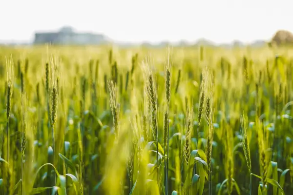 Ferramentas avançadas para adubação de campos de trigo