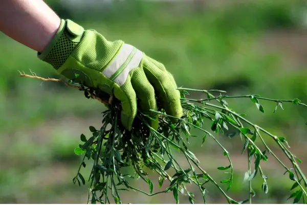 Principais Espécies de plantas Daninhas no Pasto: Conheça as Dez Mais Comuns