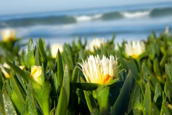 Espécies de Plantas Resistentes ao Sal para Jardins na Praia