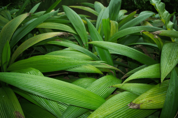 7 causas de folhas das plantas queimadas nas pontas