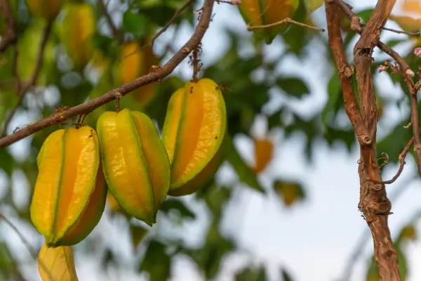 Passo a Passo para o Cultivo de Carambola com Fertilização Orgânica