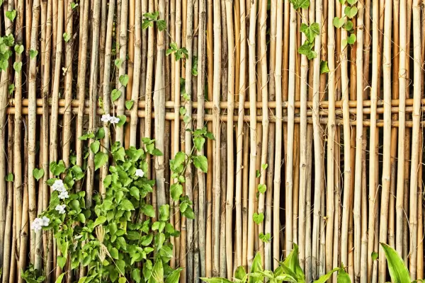 Bosques de bambu para terraços urbanos em estações chuvosas