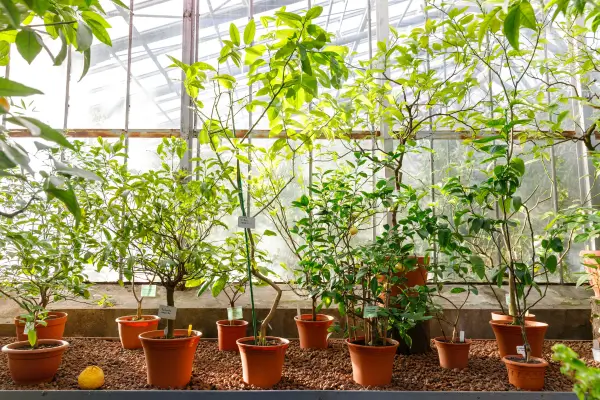 Pomares de Citros em Vasos para Quintais de Apartamentos: Como Cultivar Frutas Cítricas 