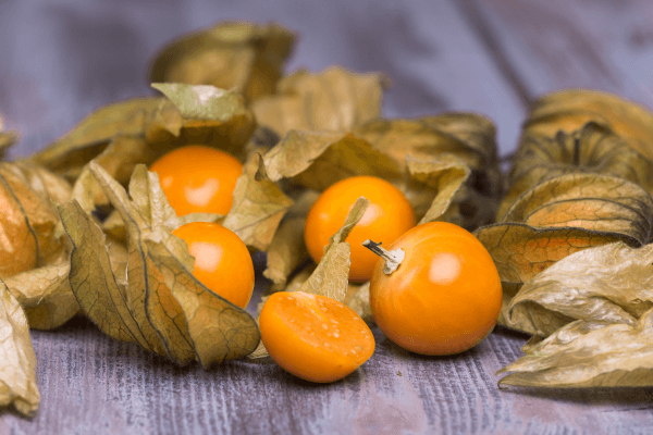 Como Cultivar Physalis em Hortas Urbanas com Substrato Hidropônico