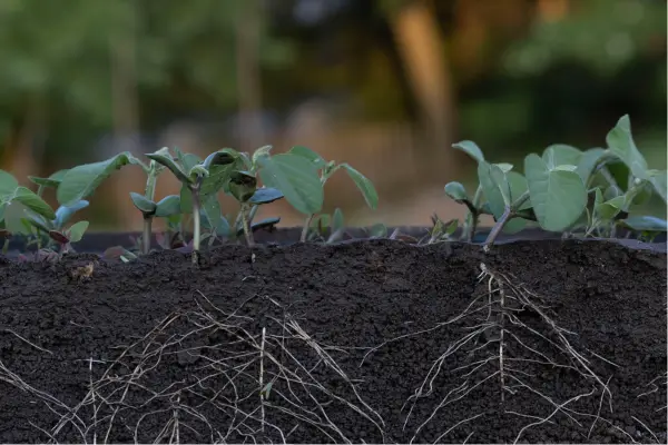 A Ciência da Phytomining: Extração de Metais com Plantas