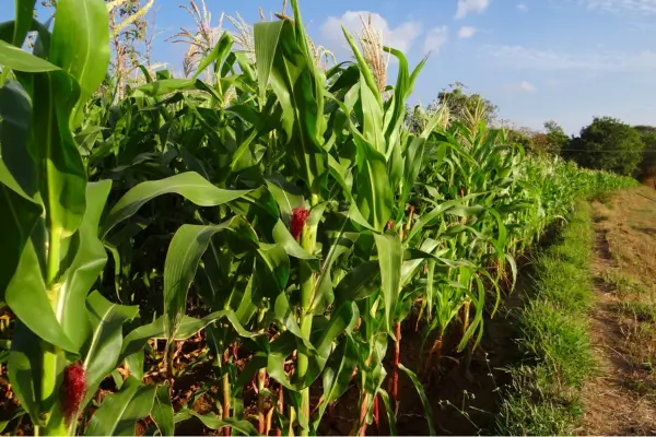 Técnicas de Cultivo Ancestrais do Milho Milpa: Integração de Milho, Feijão e Abóbora