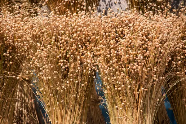 Como plantar linho para produção de fibras têxteis naturais.