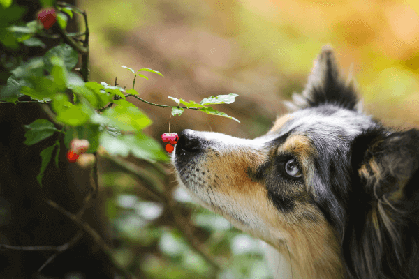 Plantas para Pets: Escolhendo as Espécies Ideais para seu Lar