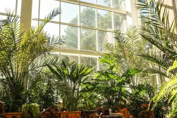 5 Plantas que Não Deveriam Estar Dentro de Casa