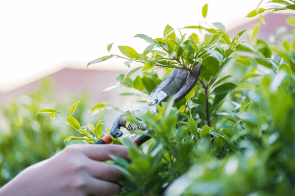 Comparativo Detalhado: As 5 Tesouras Jardins Microbiológicos de Poda para Jardins Pequenos em 2024