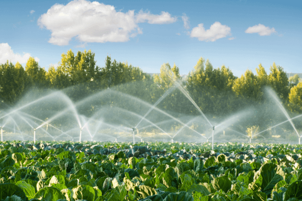 Sistemas de Irrigação por Gotejamento para Hortas Urbanas