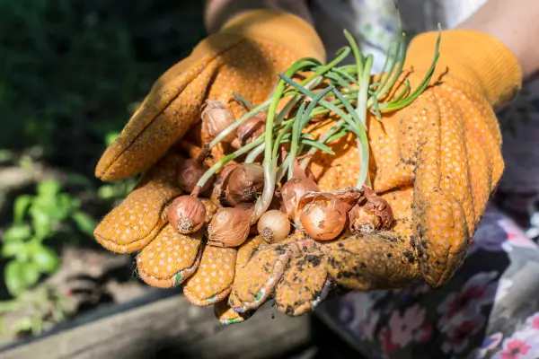 As técnicas dos Jardineiros Profissionais: Ferramentas Essenciais para Plantar Bulbos